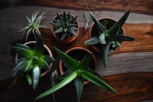 Aloe Vera Plant, Kitchen design ideas